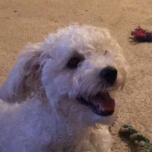 Meet your Posher, Grace